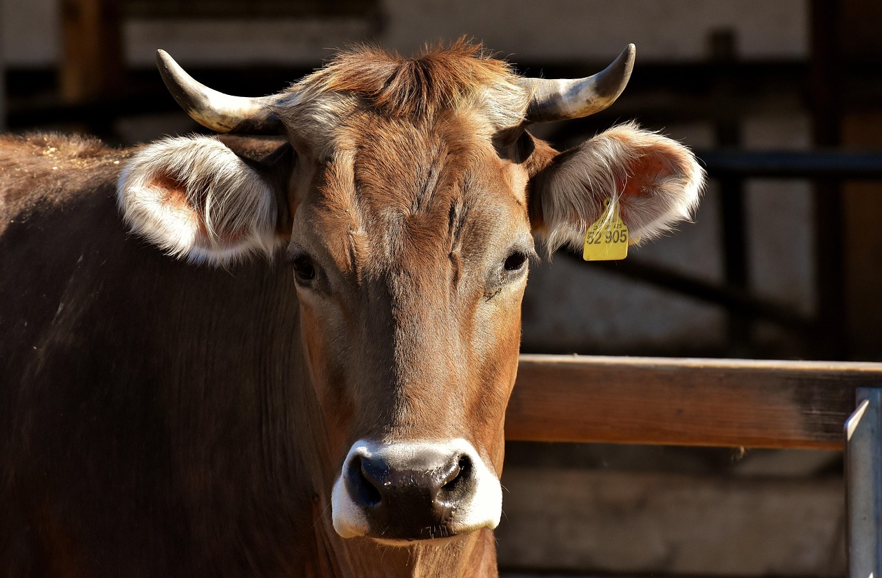 Koeien in een weiland bij een boerderijcamping