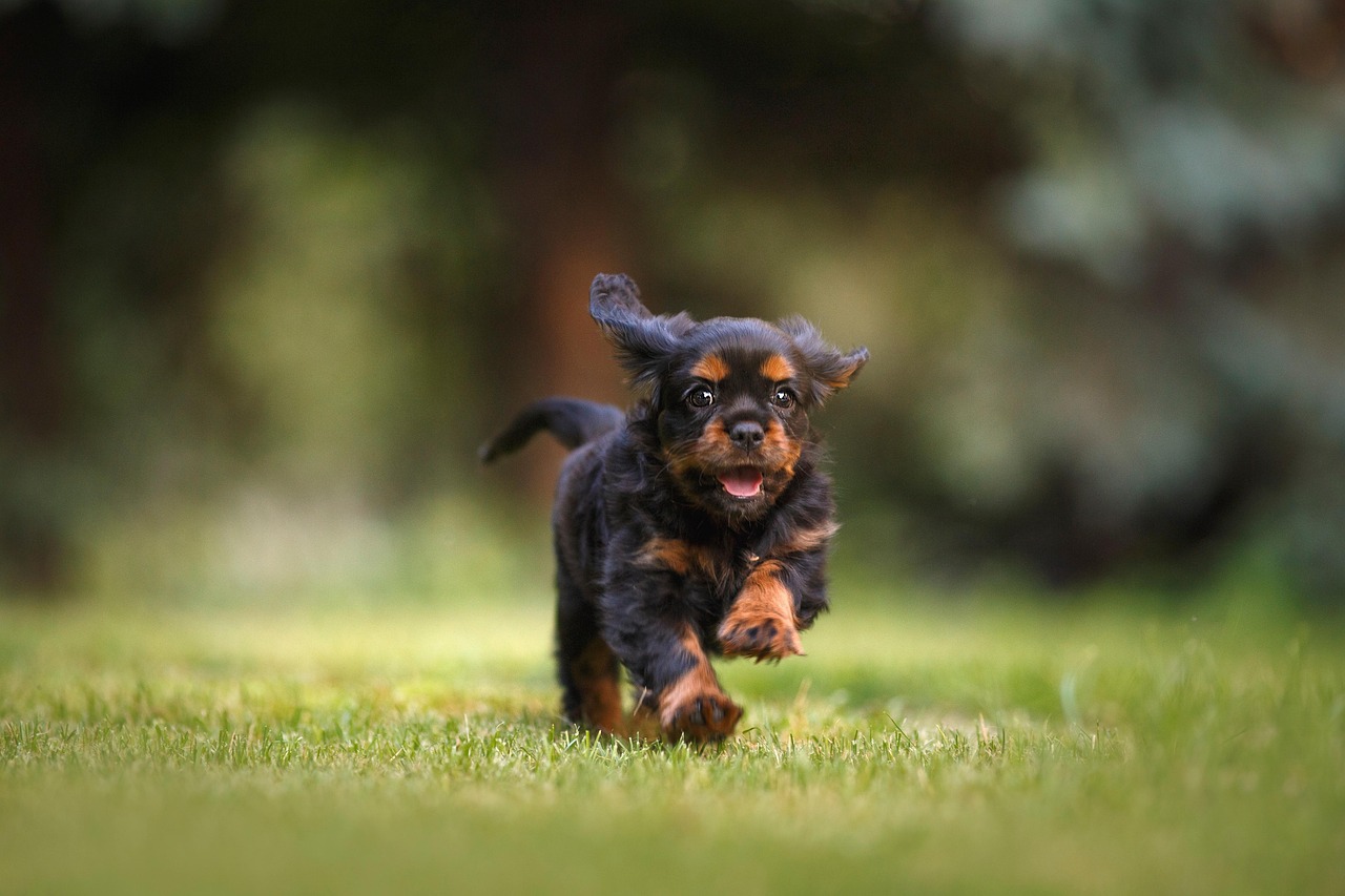 Hond in de natuur, perfect voor kamperen met je hond